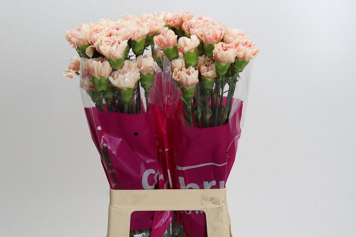 <h4>Dianthus St Happy Hoshi</h4>
