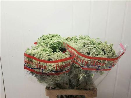 <h4>Ammi Vis Casablanca</h4>