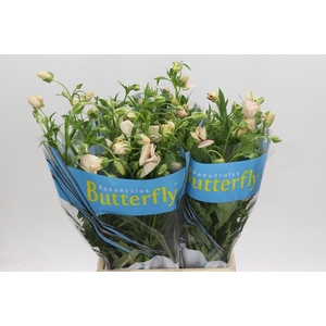 Ranunculus Butterfly Melissa