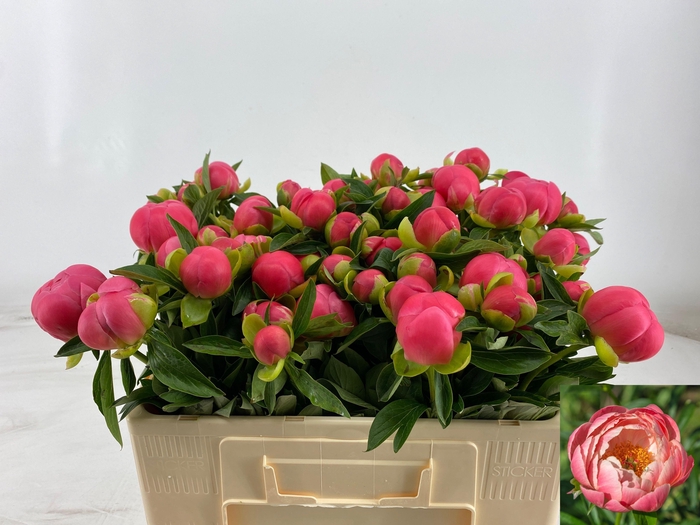 <h4>PAEO HH PINK HAWAI C</h4>