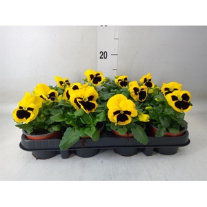 Viola wr. 'Colossus Yellow Blotch'