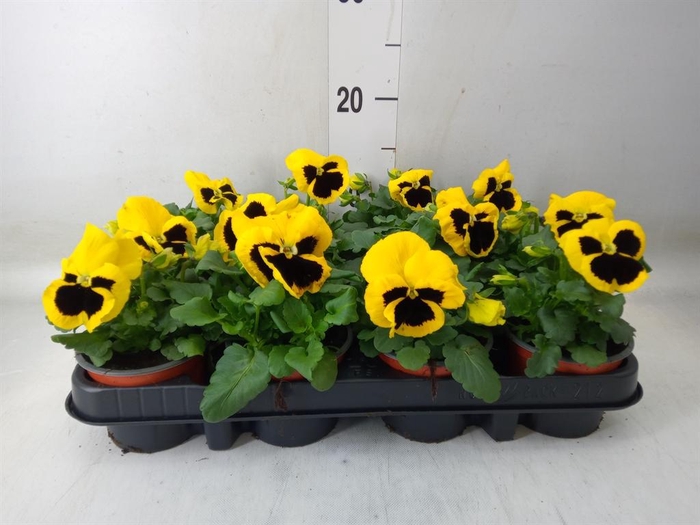 <h4>Viola wr. 'Colossus Yellow Blotch'</h4>