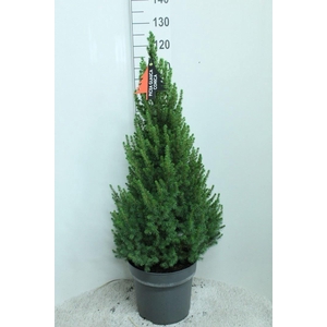 Picea glauca 'Conica'