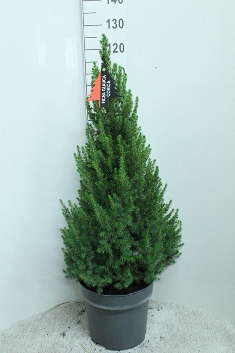 <h4>Picea glauca 'Conica'</h4>