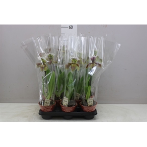 Paphiopedilum Usa 1 Tak