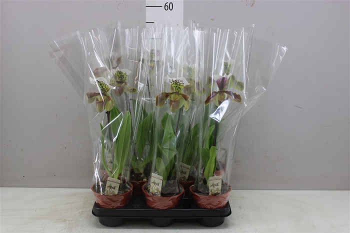 <h4>Paphiopedilum Usa 1 Tak</h4>