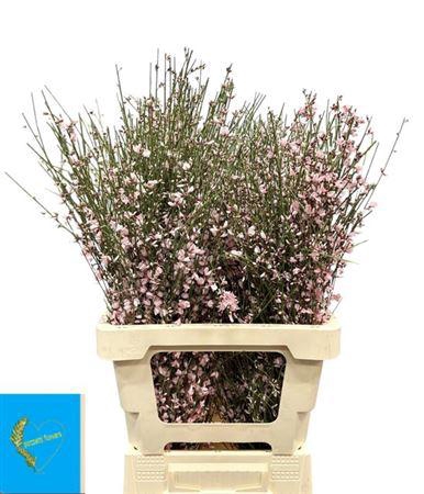 <h4>Ginster Klb Rose</h4>