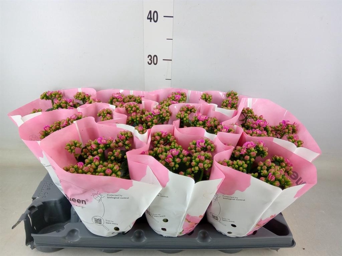<h4>Kalanchoe ...</h4>