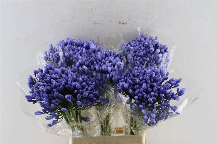 <h4>Agapanthus Buddy Blue</h4>