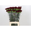 Dianthus St Zurigo