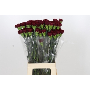 Dianthus St Zurigo