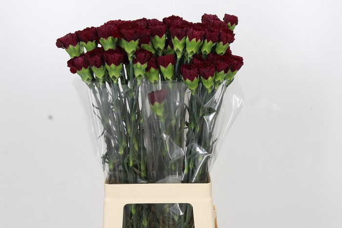 <h4>Dianthus St Zurigo</h4>