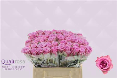 <h4>R GR THRILLER</h4>