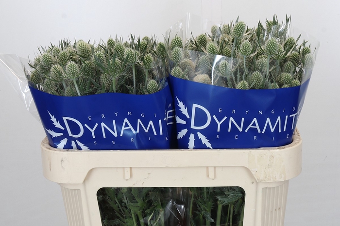 Eryngium Silver Dynamite