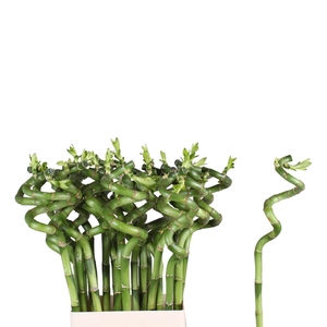Lucky Bamboo Stem Spiral 70cm Bucket