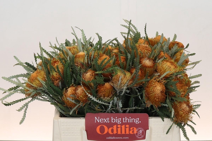 <h4>Banksia Dryandra</h4>