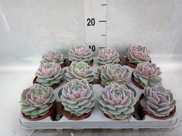 <h4>Echeveria   ...</h4>