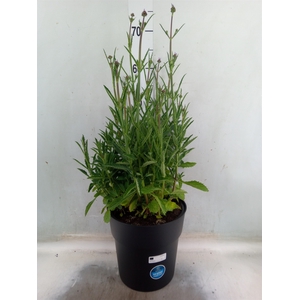 Verbena bonariensis