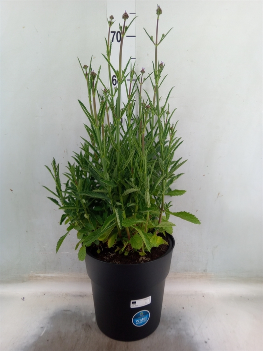<h4>Verbena bonariensis</h4>
