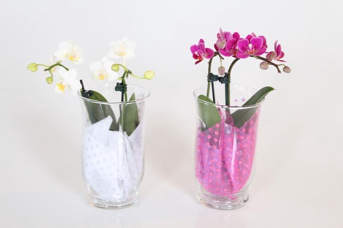 <h4>PHALAENOPSIS-HYBRID p6 2t hurricane</h4>