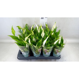 Spathiphyllum  'Pearl Cupido'