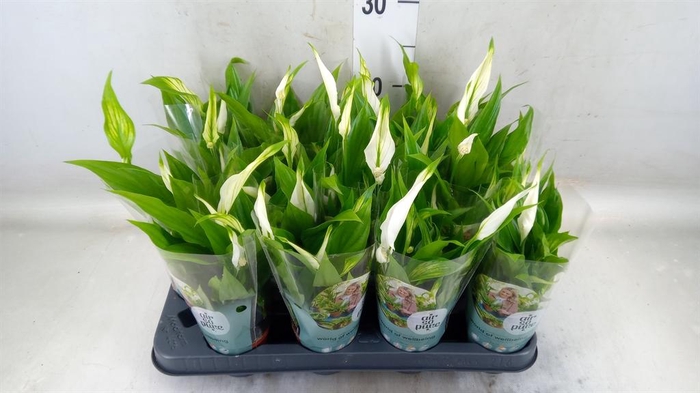 <h4>Spathiphyllum 'Pearl Cupido'</h4>