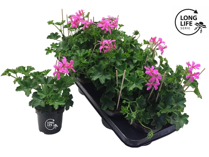 <h4>LongLife Peltatum Balkon lilac</h4>