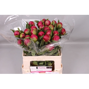 Paeonia Belgravia