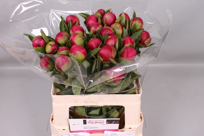 <h4>Paeonia Belgravia</h4>