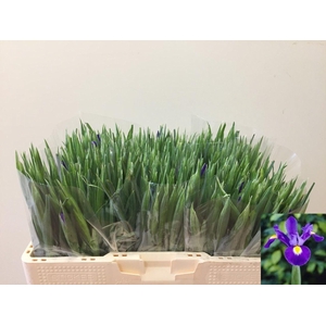 IRIS BLUE MAGIC