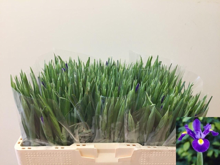 <h4>IRIS BLUE MAGIC</h4>