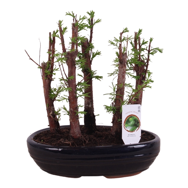 <h4>Outdoor Bonsai Metasequoia Forest pot ø22cm in ø22cm oval pot</h4>