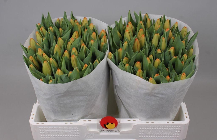 <h4>Tulipa si time out</h4>