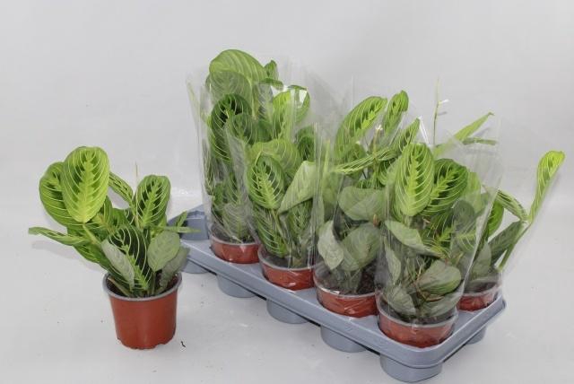 <h4>MARANTA LEMON</h4>