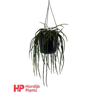 Rhipsalis paradoxa minor