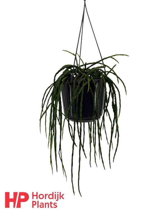 <h4>Rhipsalis paradoxa minor</h4>