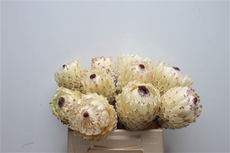 Protea Barbigera No Leaves