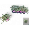 Lampranthus Roseus