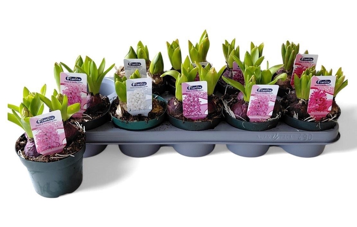 <h4>HYACIN MIXK 4 KL</h4>