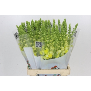 Antirrhinum Potomac Geel