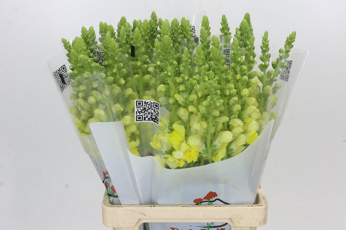 <h4>Antirrhinum Potomac Geel</h4>