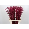 Salix Caprea Snow Flake P. Cerise