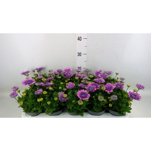 Osteospermum  'FlowPow Dbl Purple'