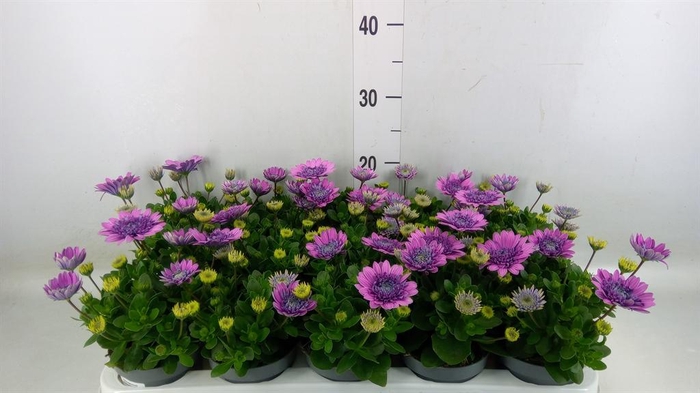 <h4>Osteospermum 'FlowPow Dbl Purple'</h4>