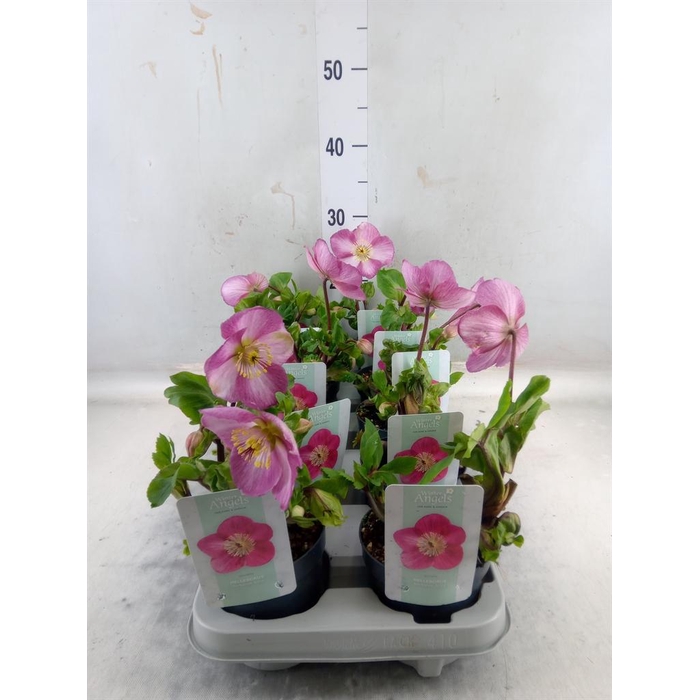 <h4>Helleborus 'Verboom Sifra'</h4>