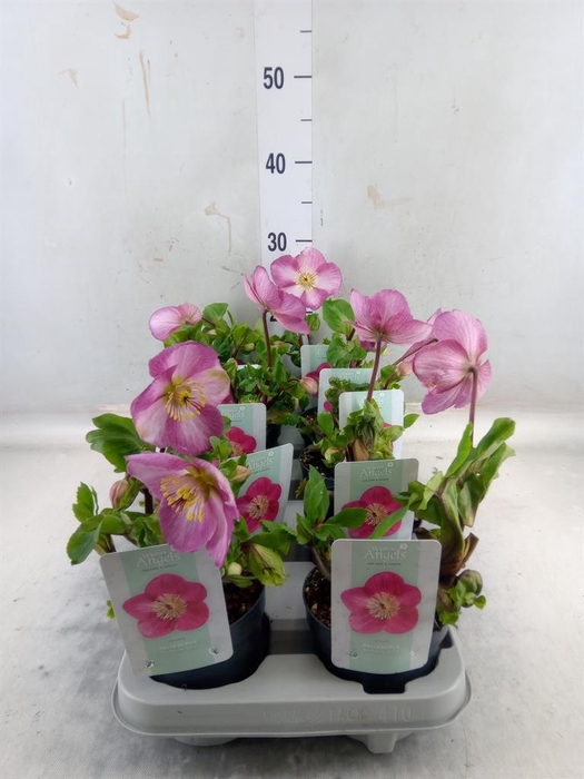 Helleborus  'Verboom Sifra'