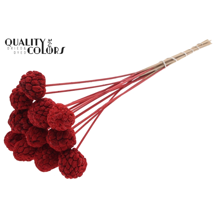 <h4>Atta Fruit on stem Intense Red</h4>