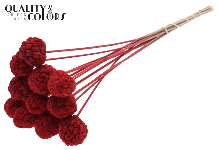 Atta Fruit on stem Bleached Red