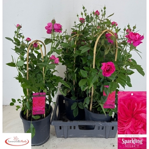 ROSA FL SPARK SELECT