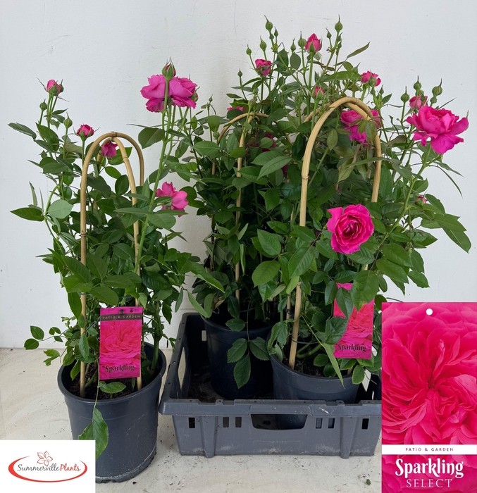 <h4>ROSA FL SPARK SELECT</h4>